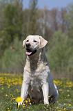 LABRADOR 991